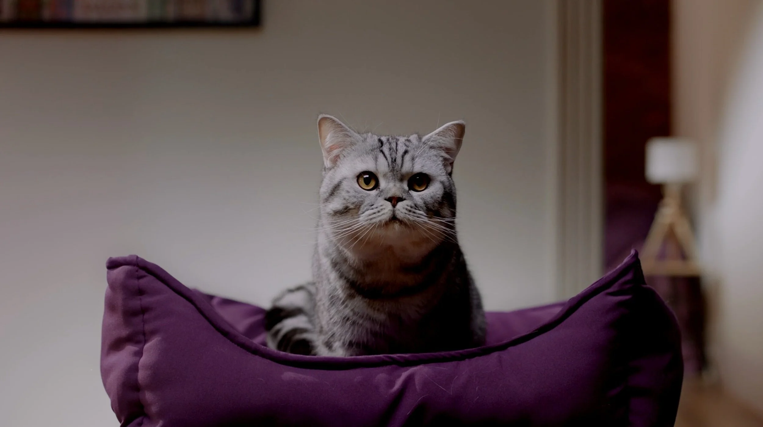 Whiskas